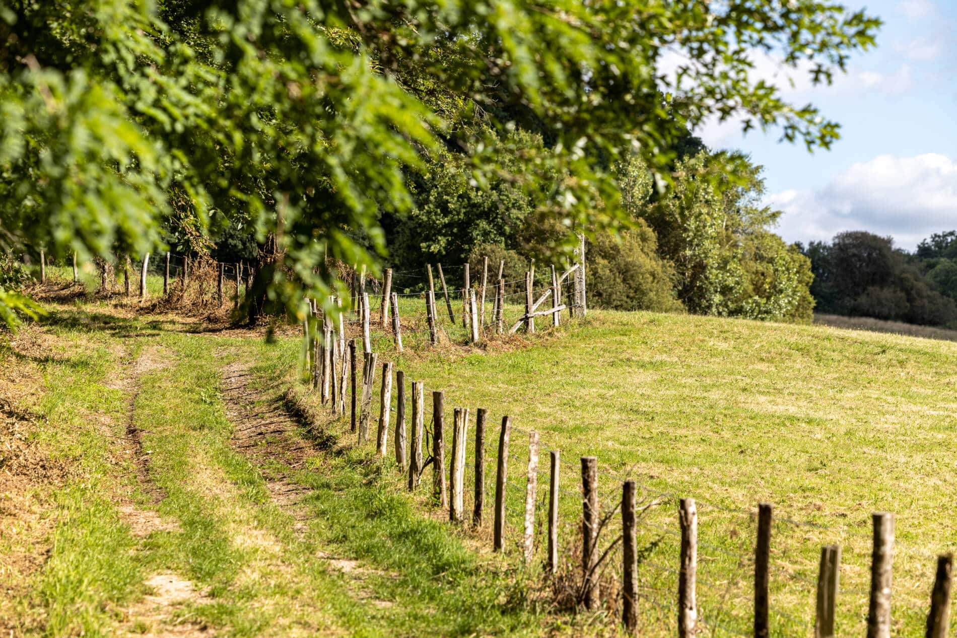 Un camino, entre el bosque y un prado rodeado por una valla.