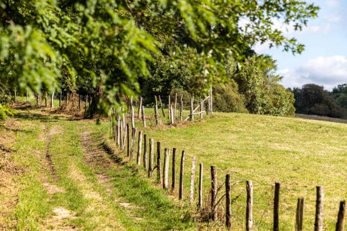 Un sentier, entre la forêt et un prairie entourée d'un clôture