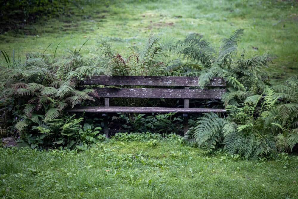 Un banc entouré de fougères, dans un parc