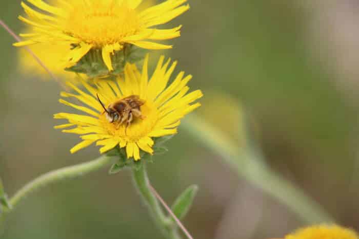 Abeilles © Eva Thibon