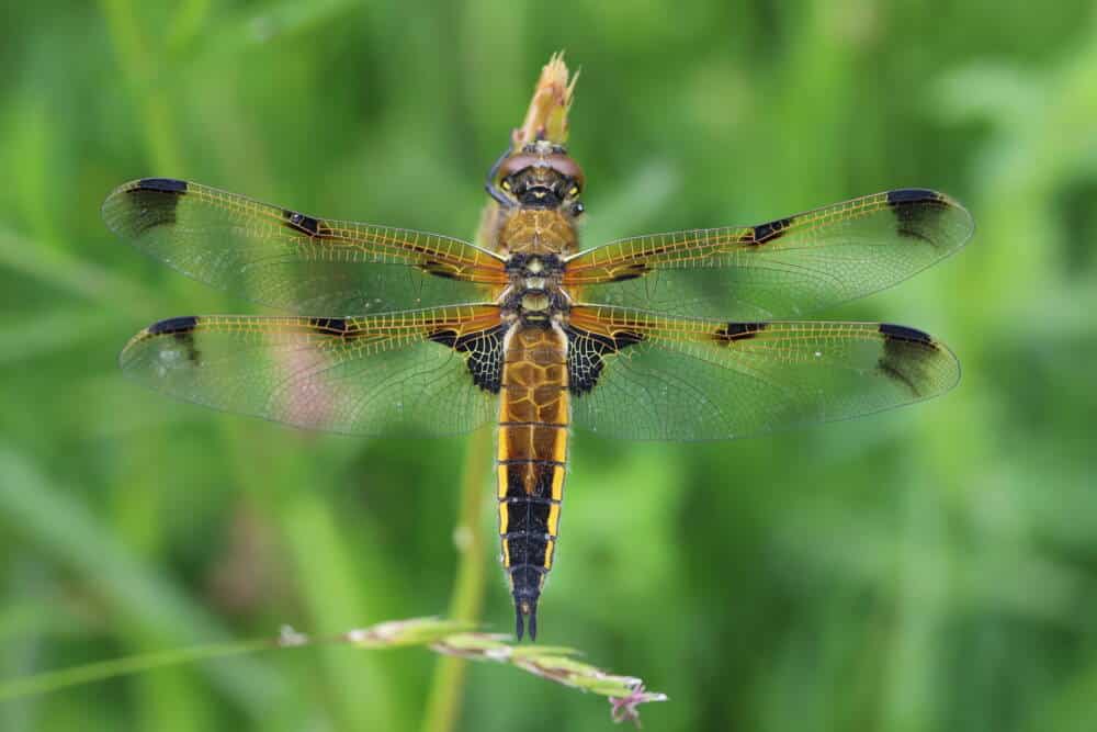 dragonfly credit G.Mouly pnrpl