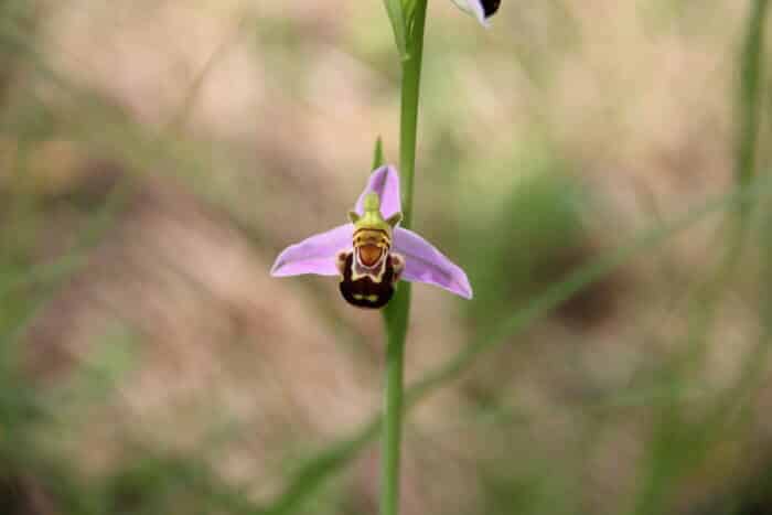 Ophrys abeille C Devilleger