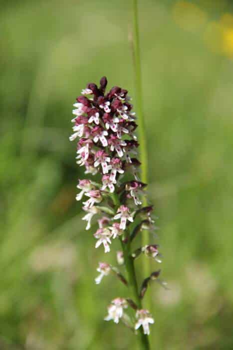 Orchis brule C.Devilleger