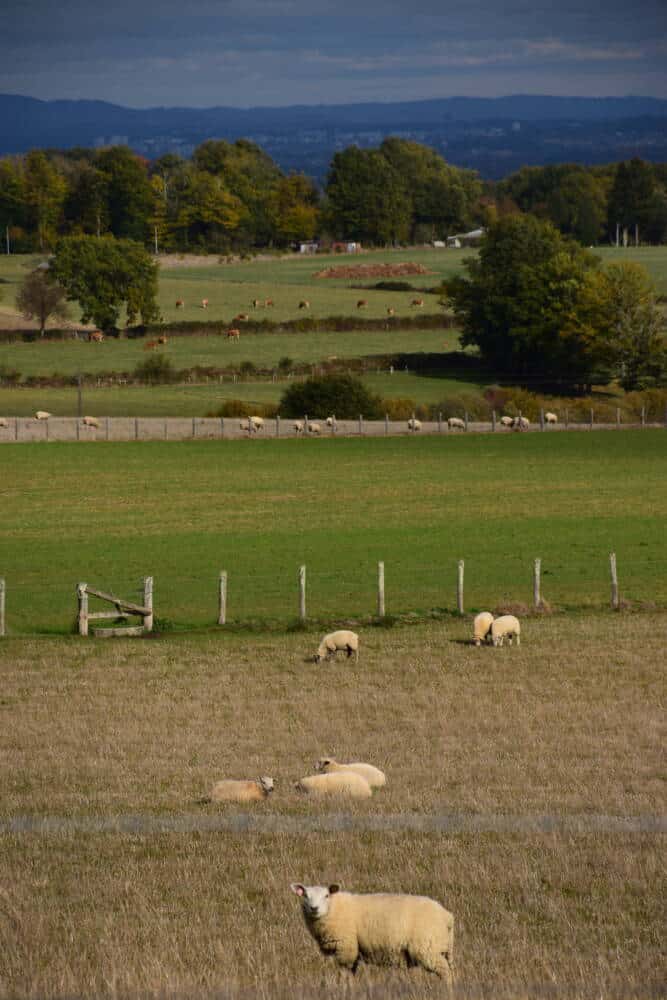 paysages patures a Flavignac avec au loin Limoges Muriel