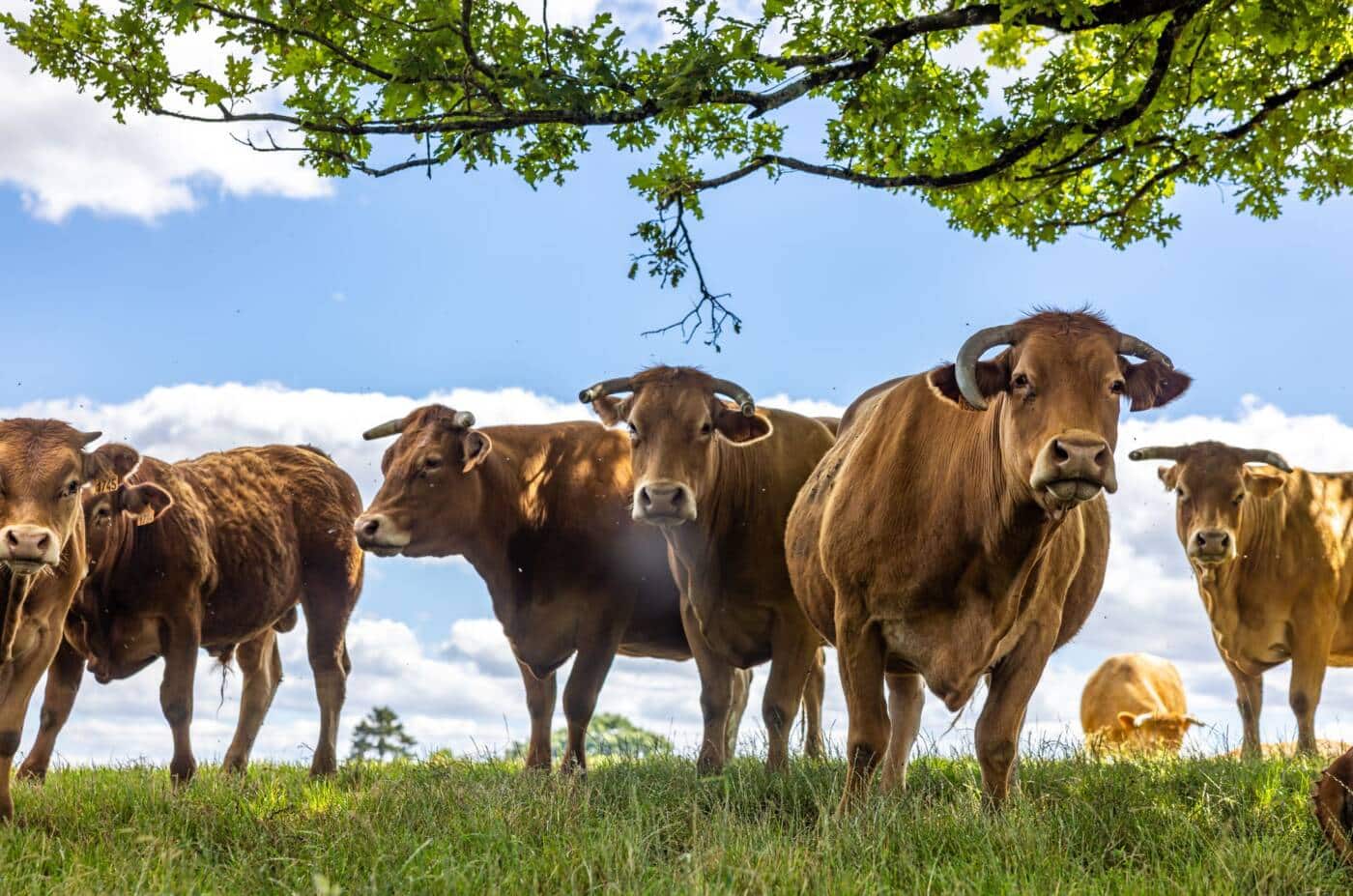 Vaches limousines FS6A2364 Vaches limousines PNR@DeclicDecolle WEB