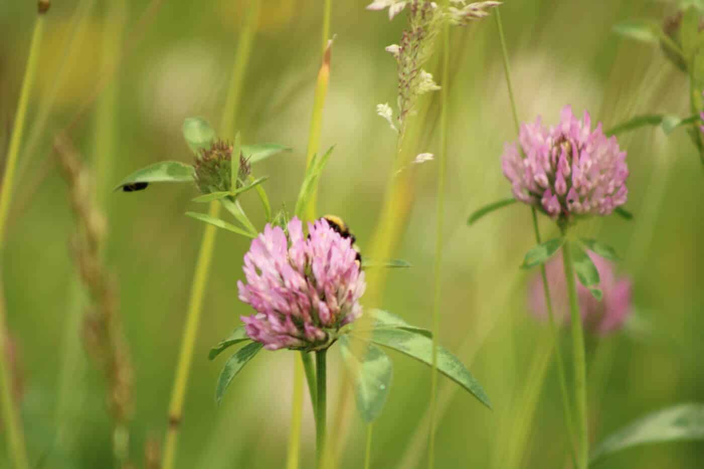 Prairie naturelle IMG 0134