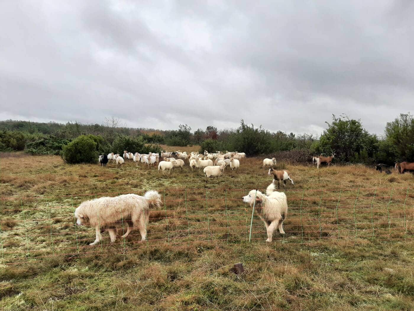 Paturage plateau d'Argentine 20231212 144832