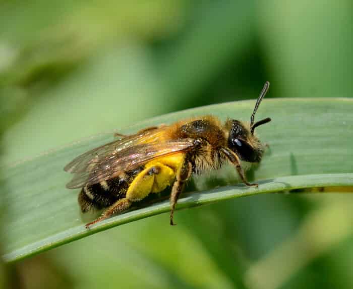 Andrena Simandrena dorsata female david Genoud