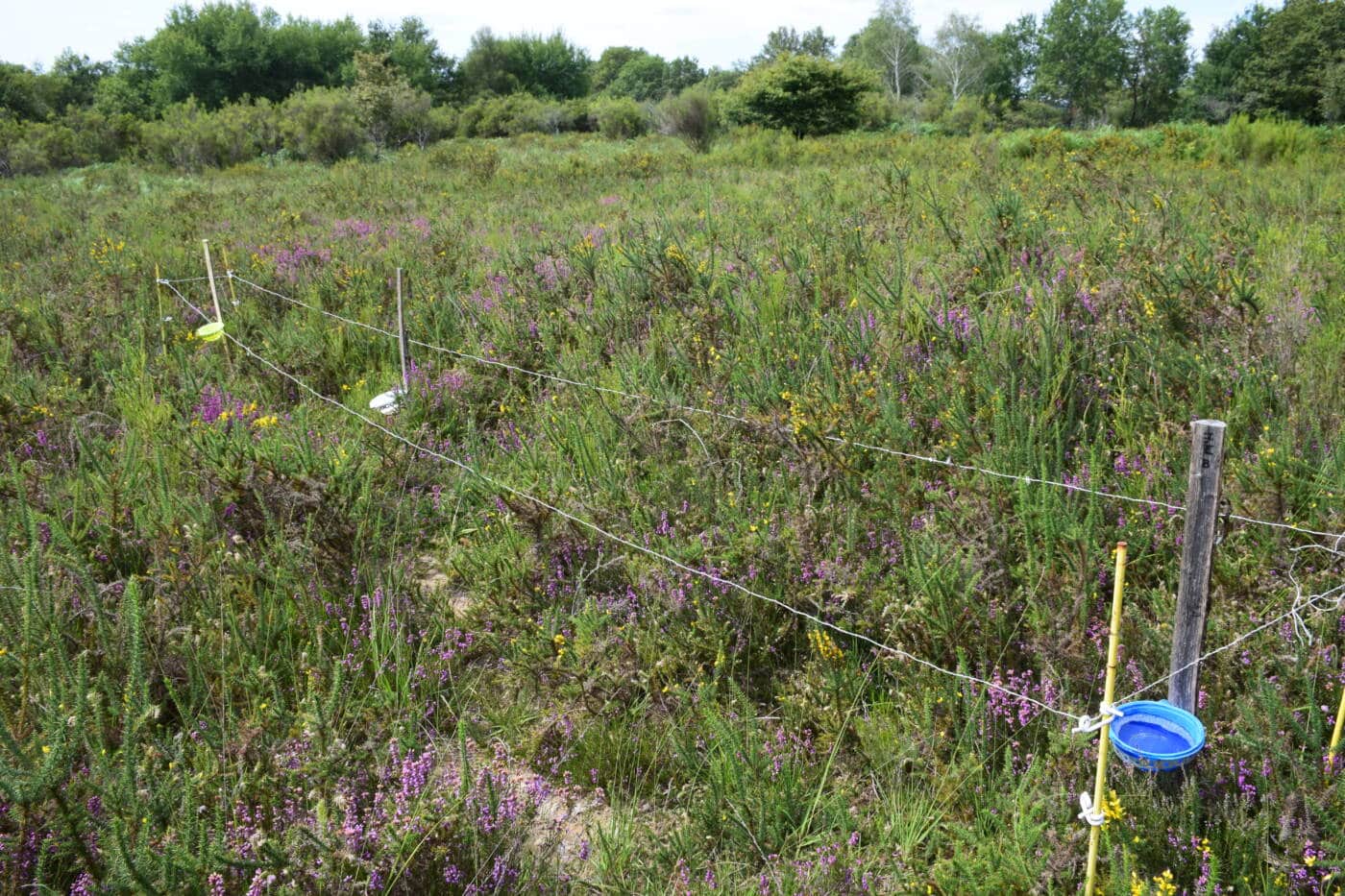 Suivi abeilles sauvages Site 7 station B