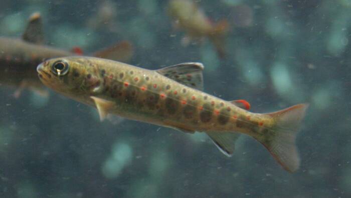 Brown Trout SalmoTruttaTrutta ©Rovag