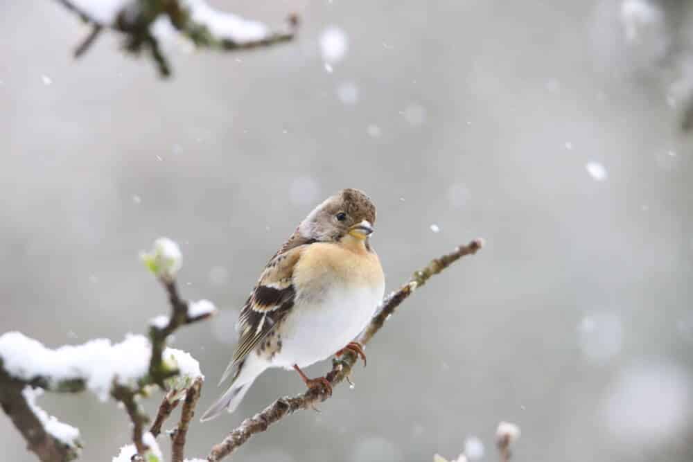 Biodiversite Perigord Limousin ©GaetanMouly 263