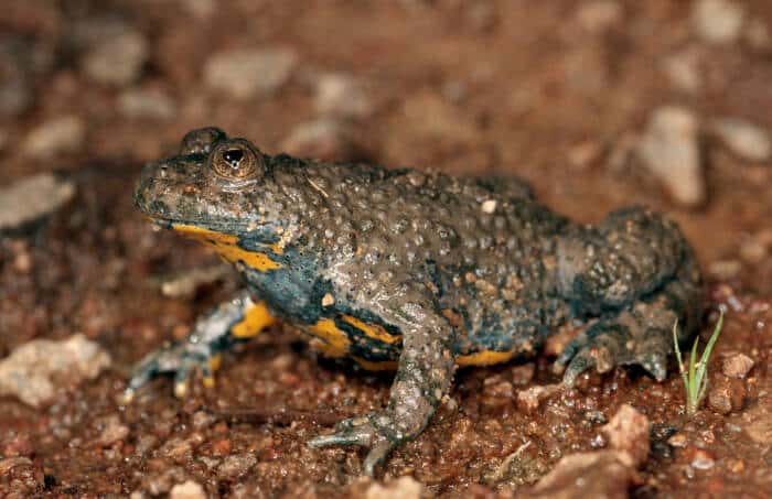 sonneur Dohogne Romuald 2