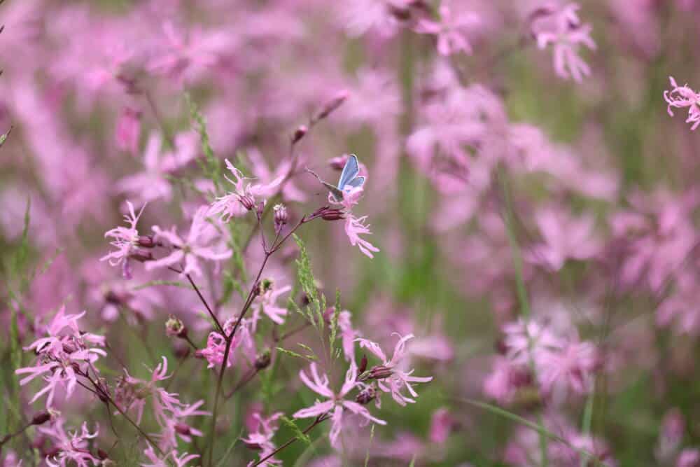 7 Biodiversity Perigord Limousin ©GaetanMouly 268