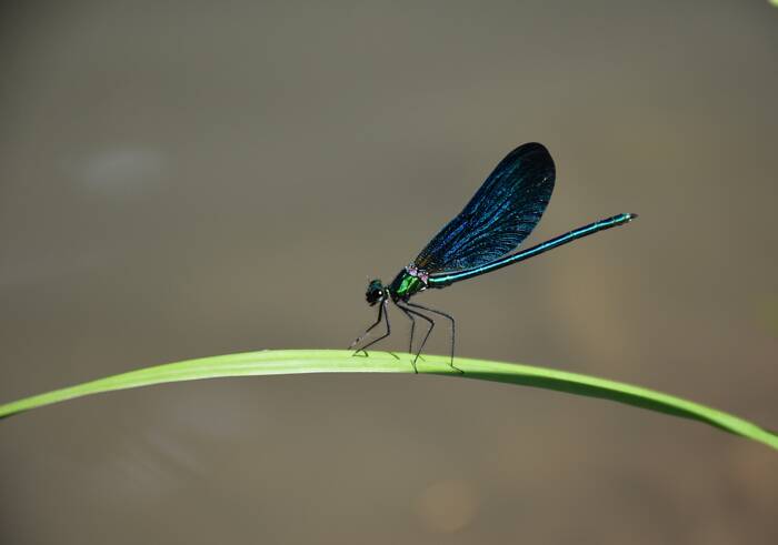 19 Calopteryx virgo ┬® M. Bach