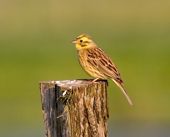 Yellowhammer ©Andreas Trepte