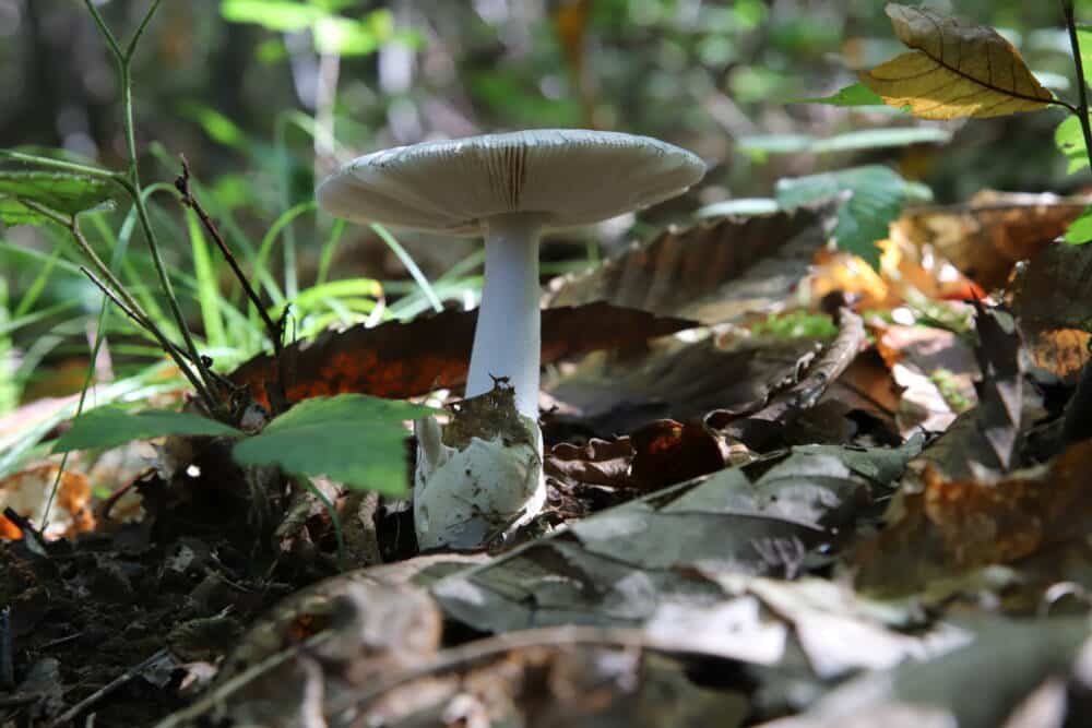 Biodiversite Perigord Limousin ©GaetanMouly 215