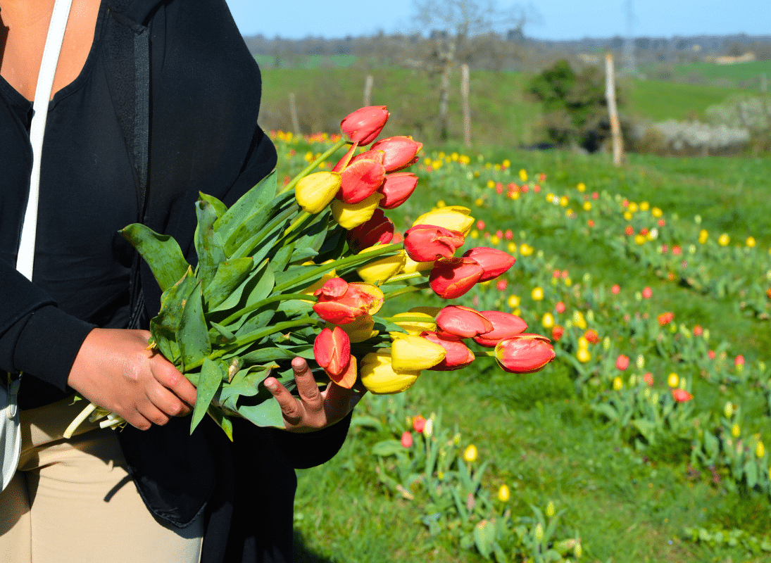 texon-tulipes-flavignac