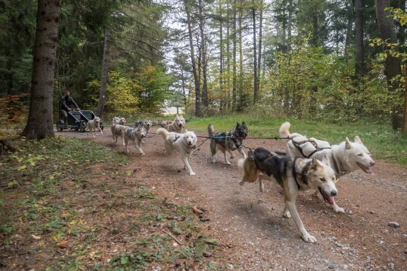 Cani Kart