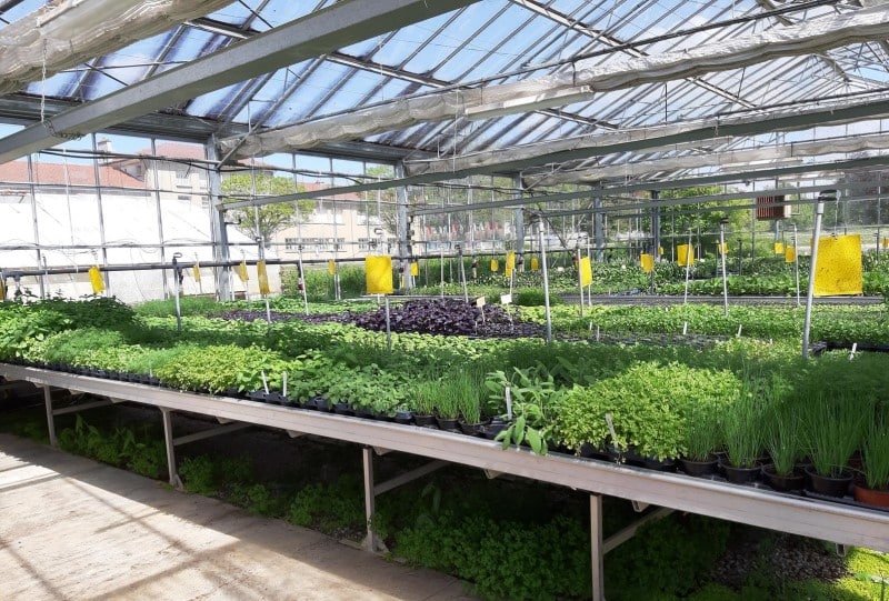 SCEA-Plantzone-2