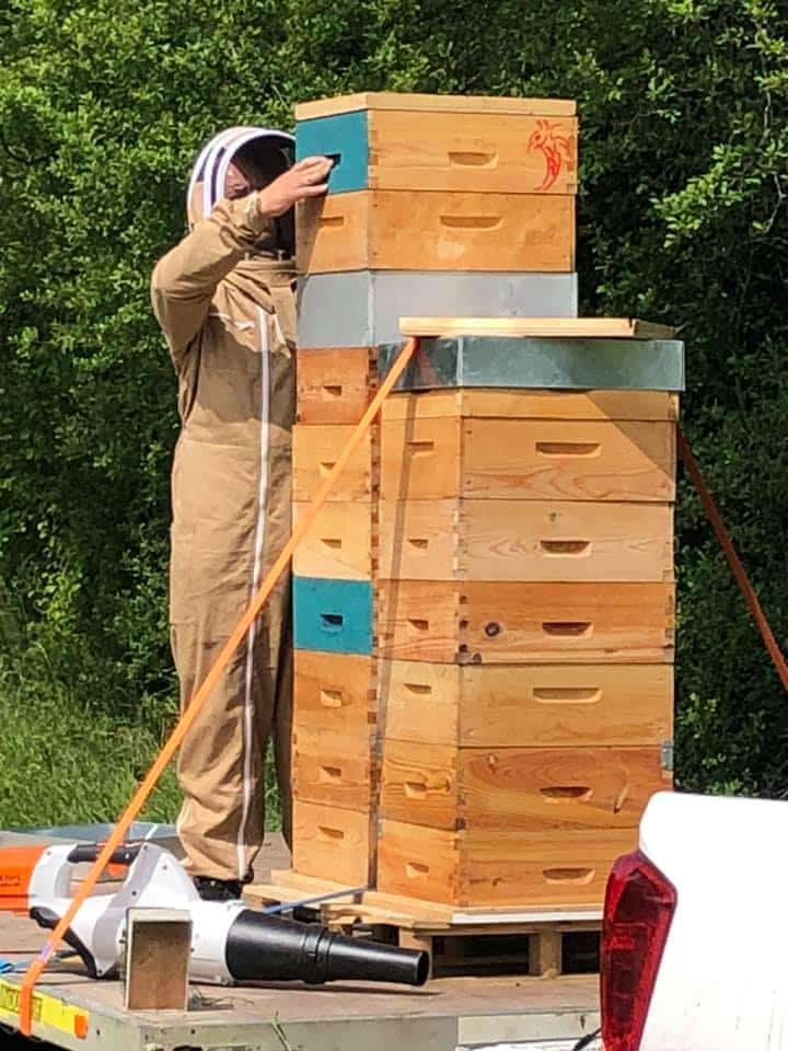 arts abeilles apiculture haras des stars saint-yrieix_1