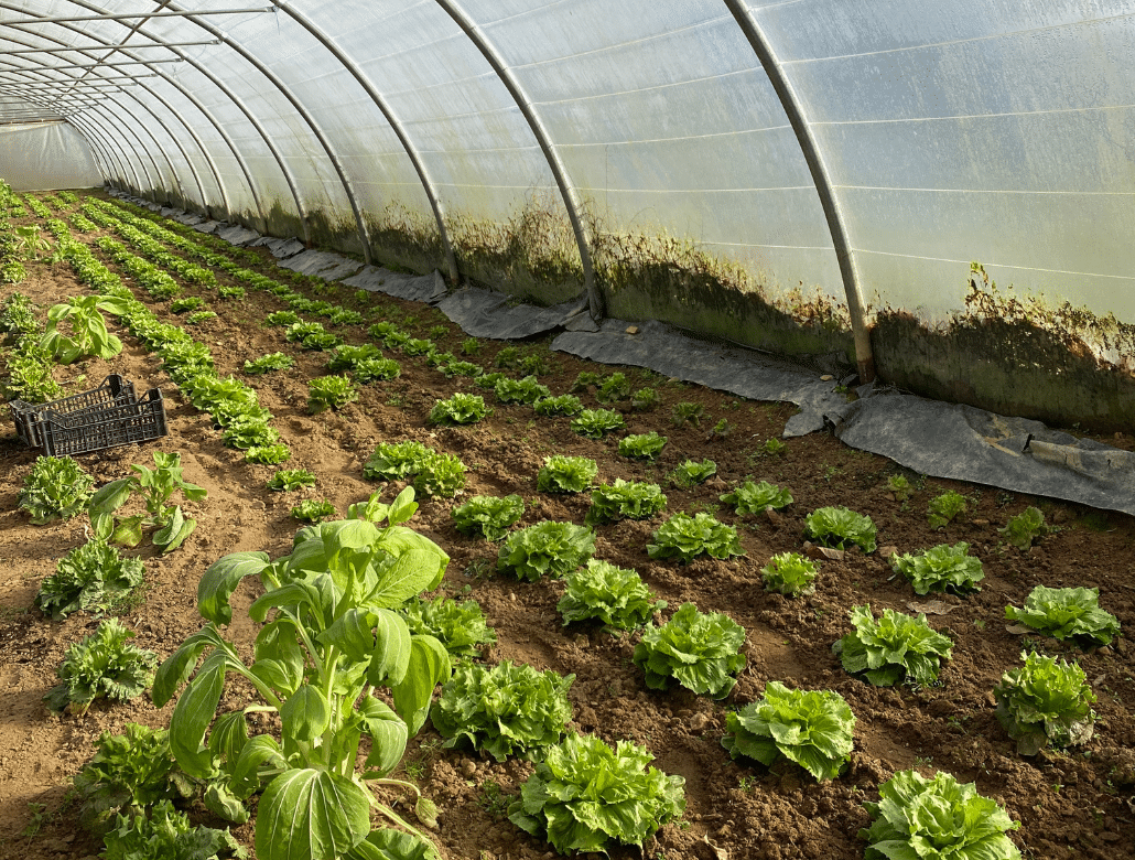 Ferme Le Petit Haricot - Vayres