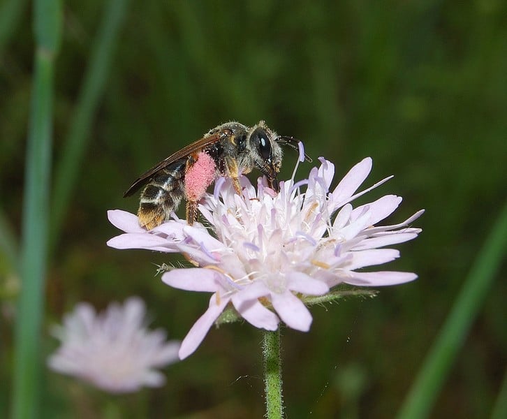 11 Andrena (Charitandrena) hattorfiana female - David Genoud