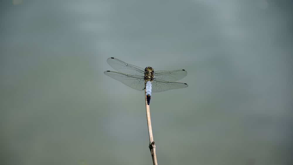 23 Orthetrum cancellatum ©M.Bach PNRPL