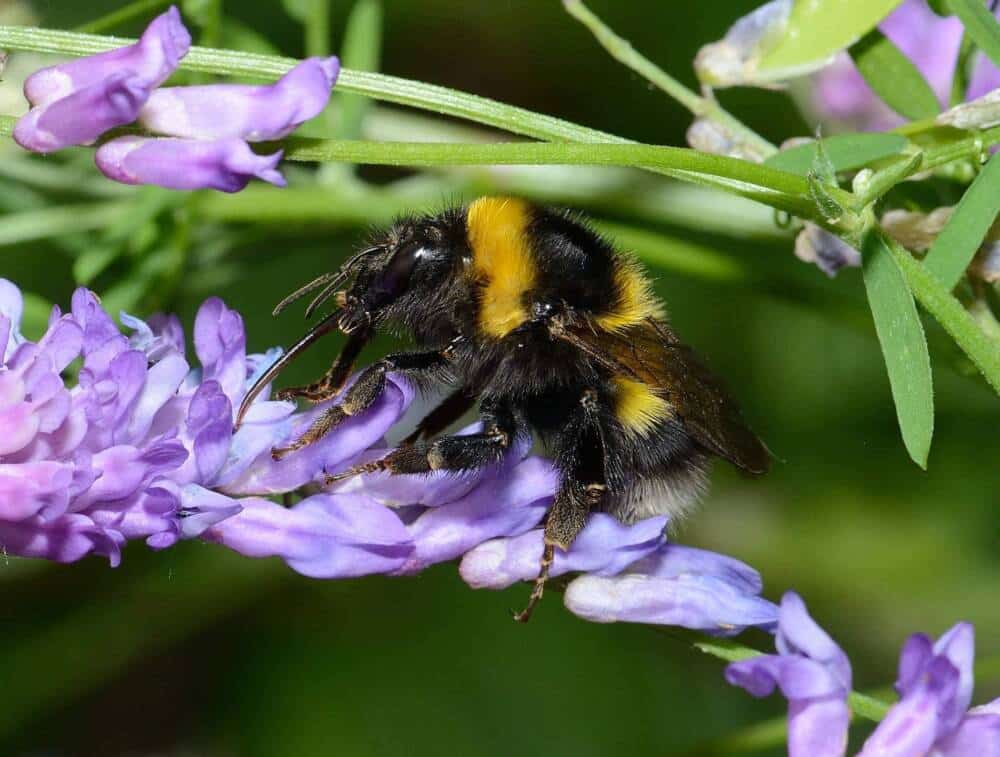 pollinisateur