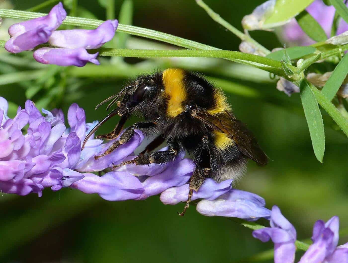 pollinisateur