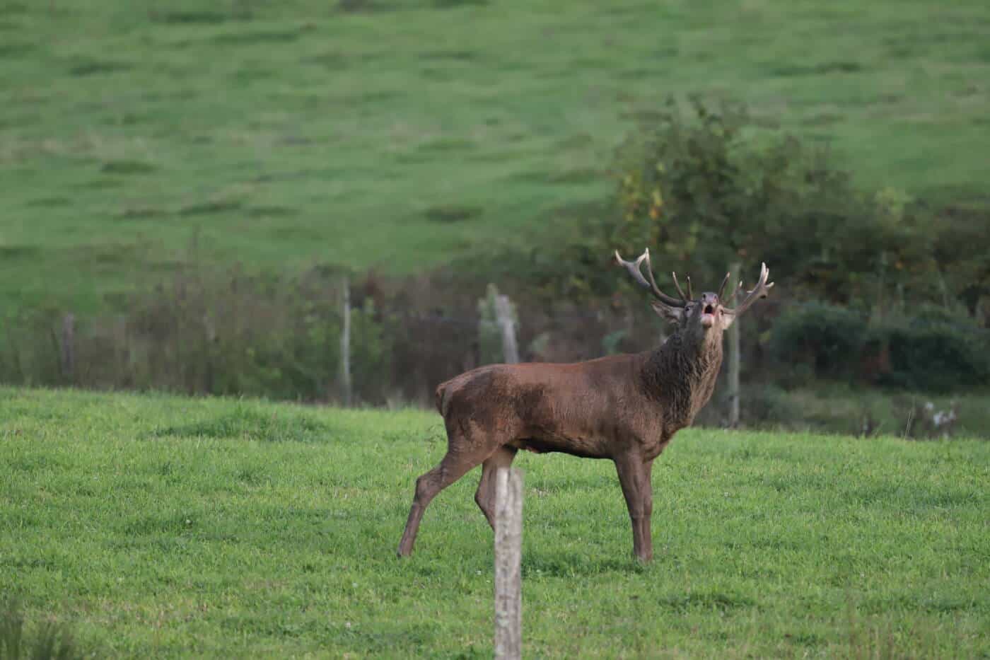 39 cerf©Gaétan Mouly
