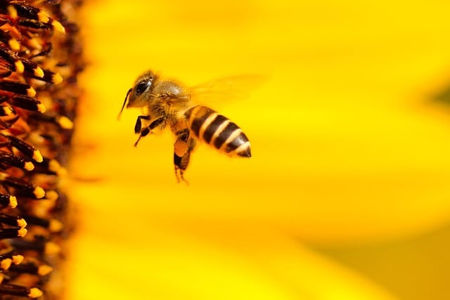 insect-1948684_640