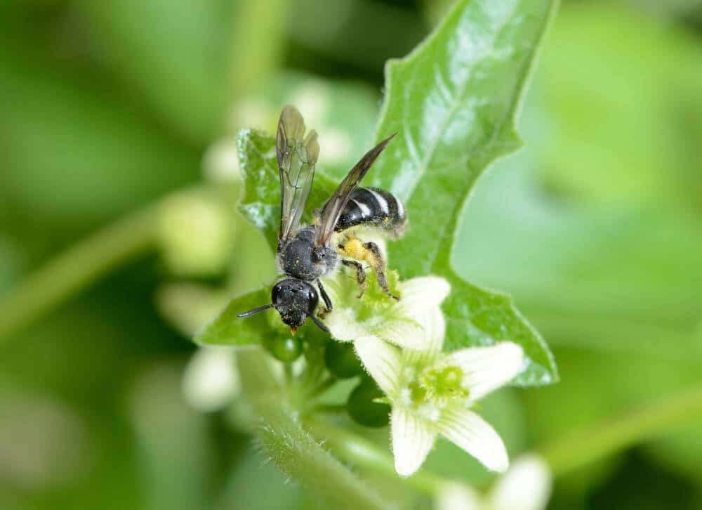 17_02_Lasioglosssum sexnotatum female - david Genoud