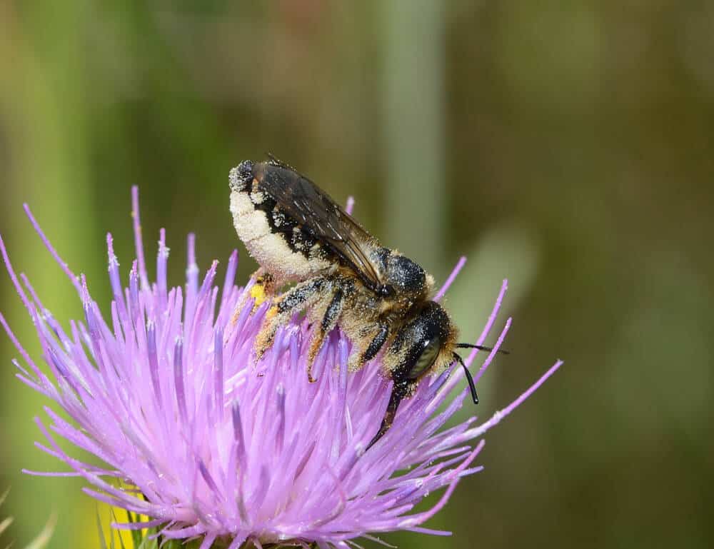 19_02_Lithurgus cornutus female - david Genoud