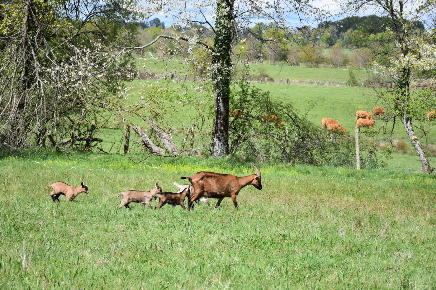 11-44_Buller avec les chèvres (1)