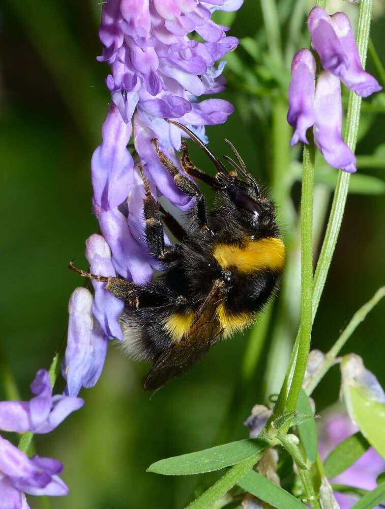 Bombus hortorum female - david Genoud