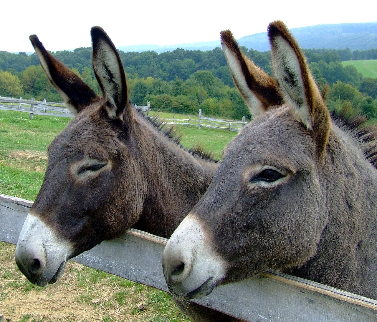donkeys
