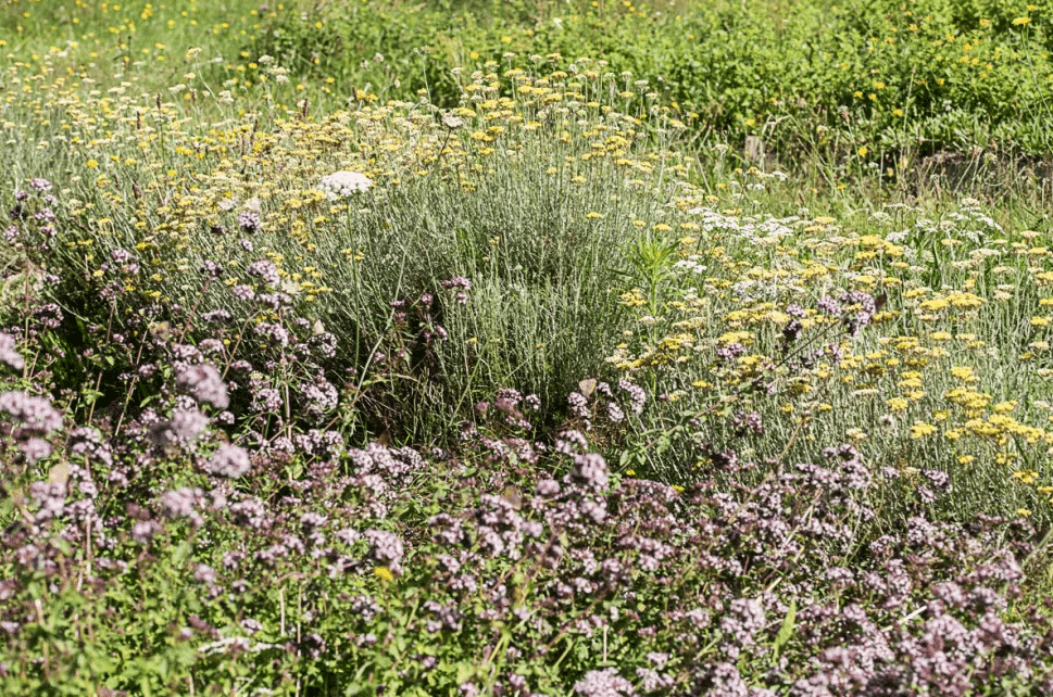 Plantes de bonnes femmes et sorcières