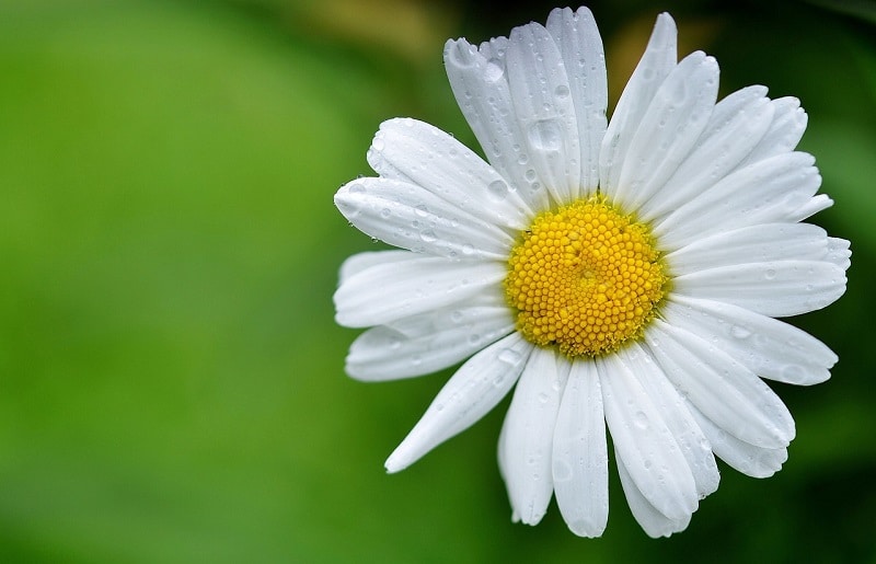 marguerite