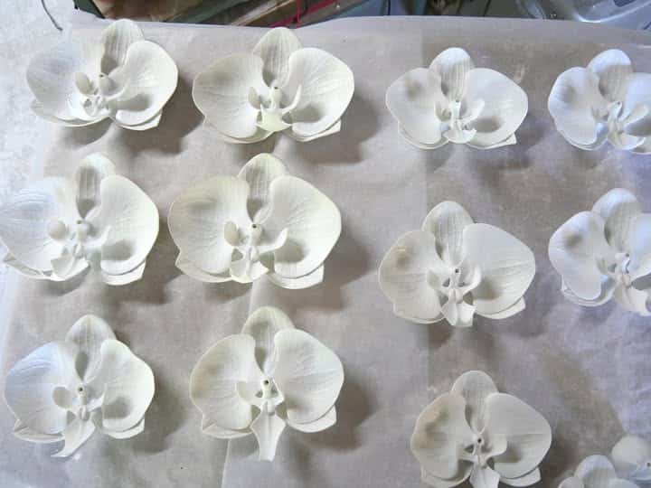 Orchidées