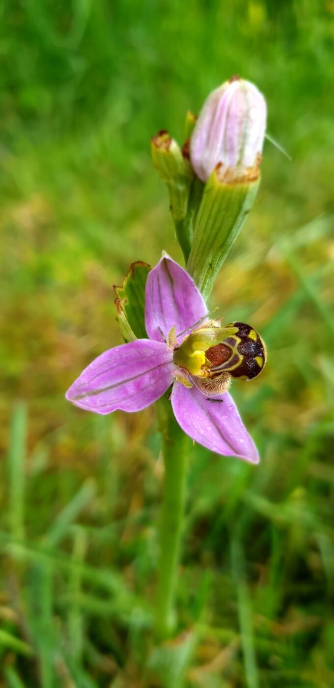 ophrys DG