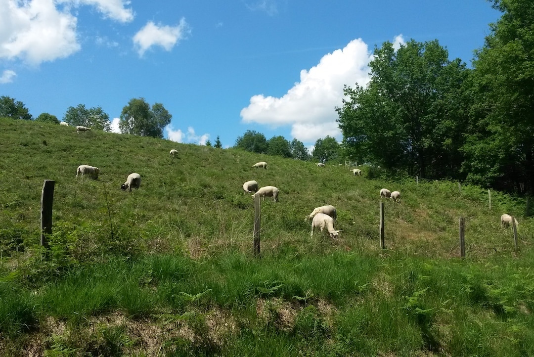 Sentier des bergères_1