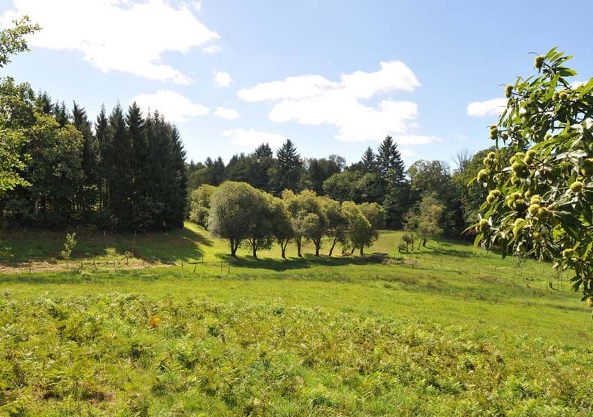 Chemin des hautes forêts_1