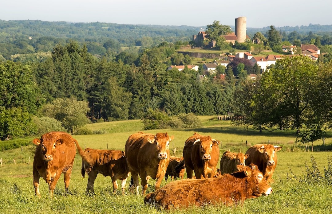 Paysage vaches