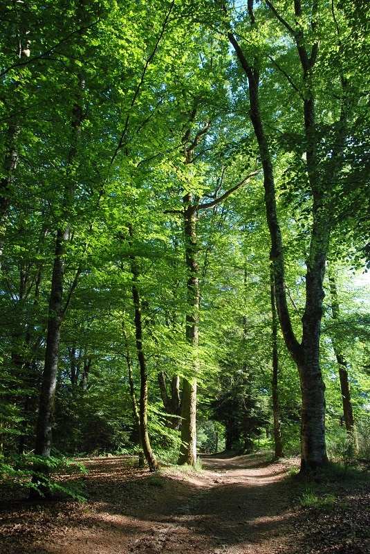 ©Phot'oc la Barde Chataigniers Forêt été
