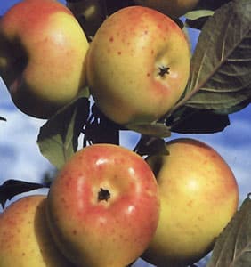 Etouars - Verger des fruits anciens