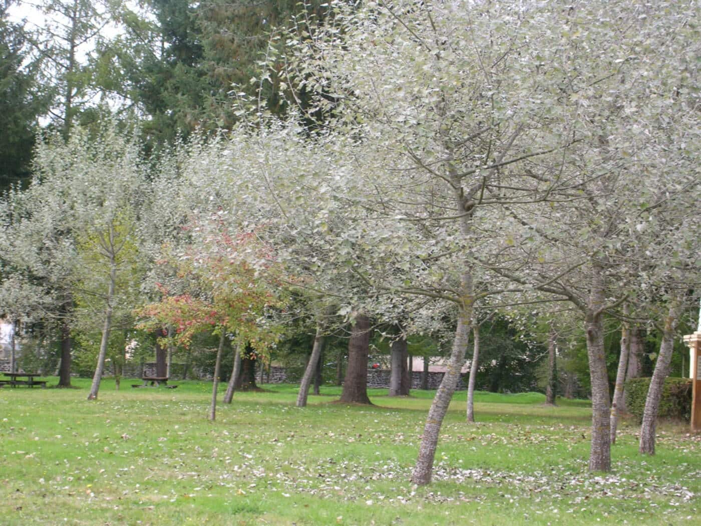 Parc d'Arliquet_1