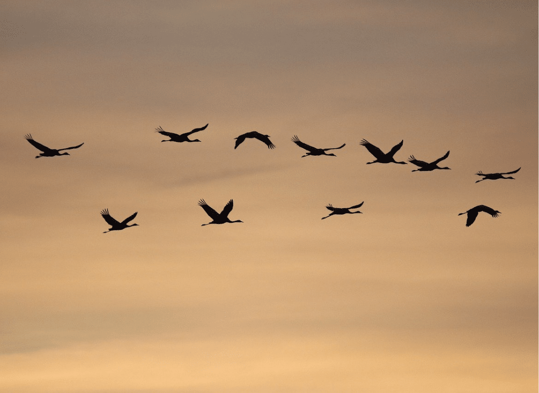grues-cendrees©nathalieburblis